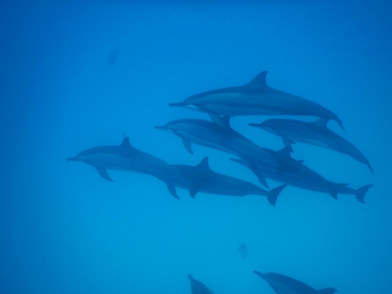 Готель Gurus Maldives At Gulhi Island Екстер'єр фото